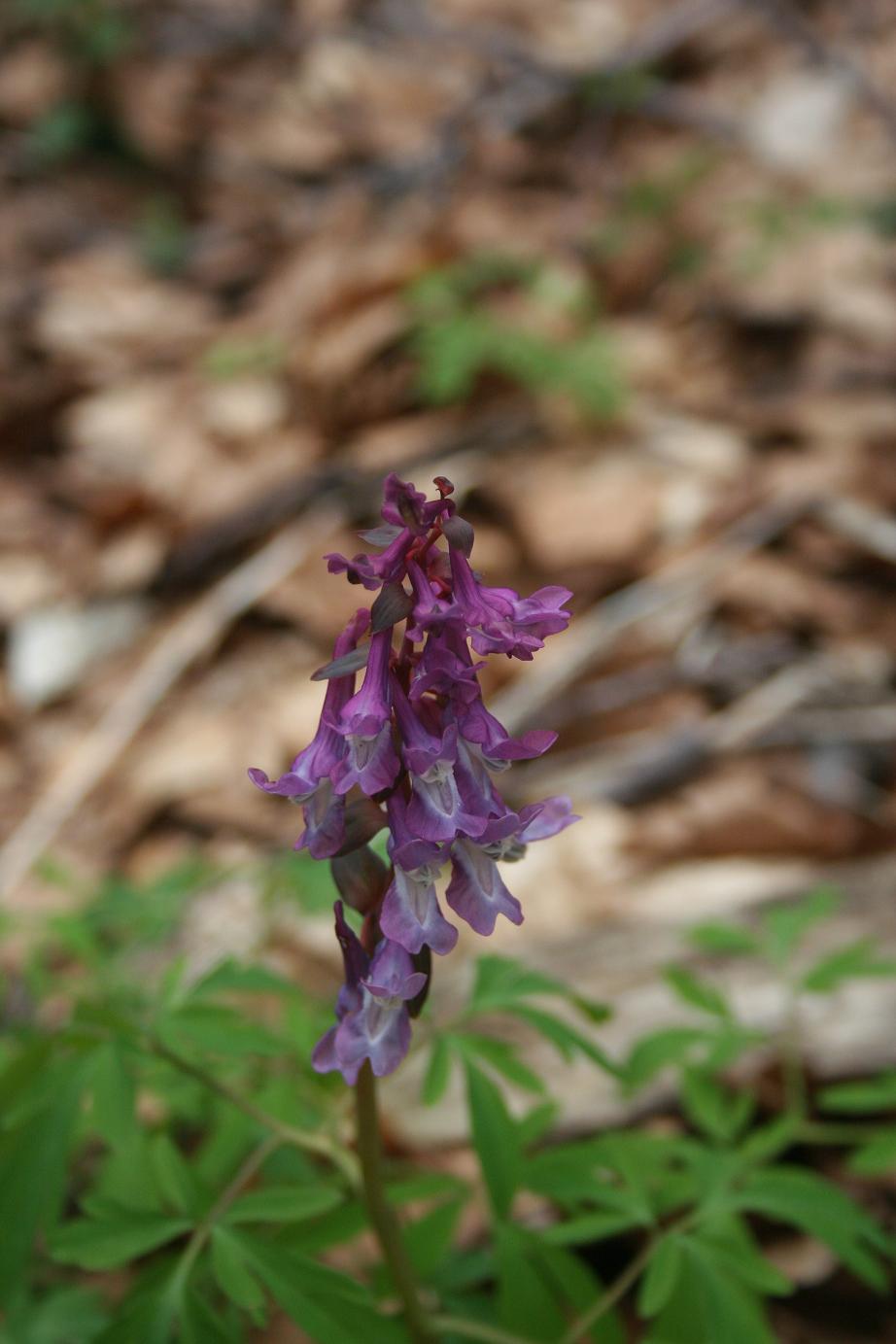 Corydalis cava
